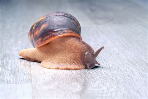 When do snails wake up? How Long Do Snails Sleep? Not As Long As You Think