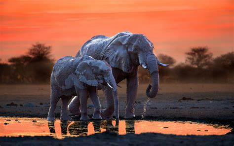 download wallpapers 4k africa elephants sunset mother and cub wildlife botswana for