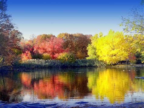 Wallpaper Reflection Water Nature Leaf Waterway Yellow Autumn