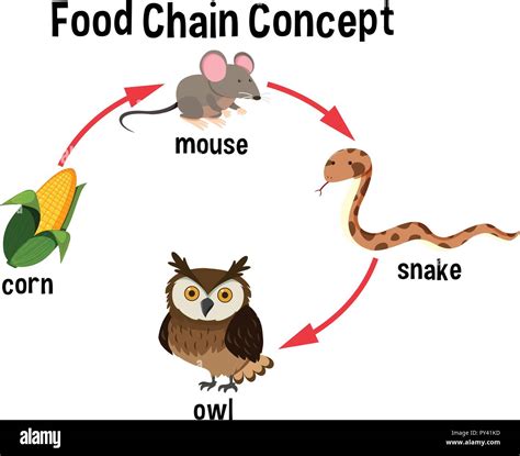 Animal Food Chain Illustration Stock Photos And Animal Food Chain