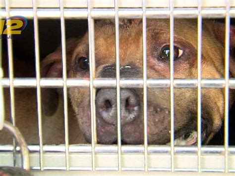 Video 66 Dogs Rescued 9 People Charged In Fighting Ring Sting Orvis