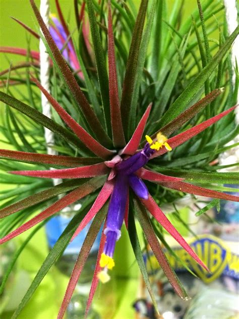 Sg My Garden Is Good Tillandsia Ionantha Air Plant