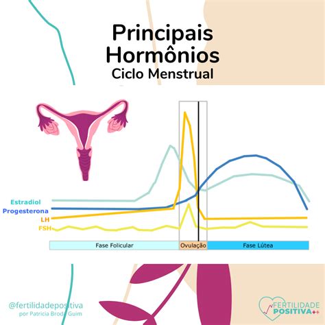 Quais São Os Hormônios Envolvidos No Ciclo Menstrual
