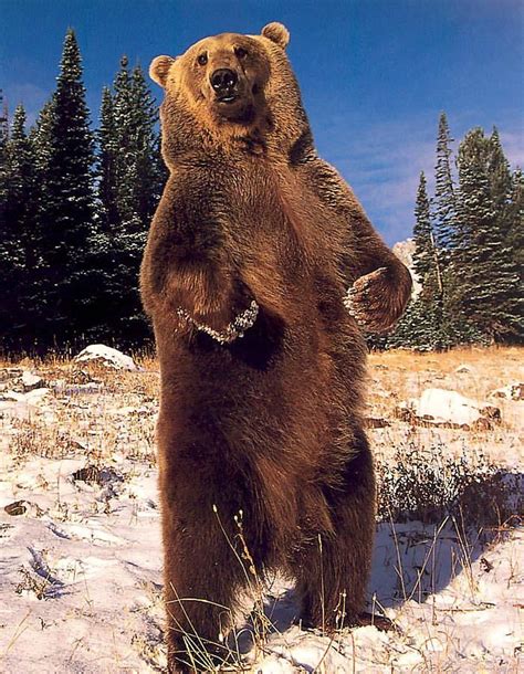 51 Best Images About Big Bears On Pinterest Black Bear Animals And