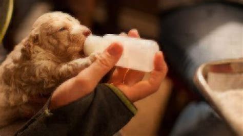 How Long Do Newborn Puppies Drink Milk Puppy And Pets