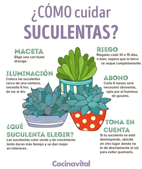 Riego de cactus y suculentas en invierno. Cómo cuidar suculentas fácilmente en interiores - Cocina ...
