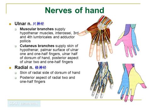 Median nerve arises in the axilla by two roots ( lateral and medial ) from the lateral and medial cords of brachial plexus. Pin on Anatomy/Skeletal System