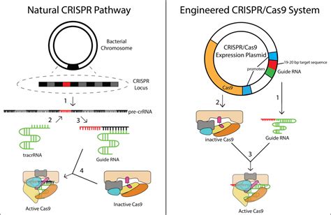 CRISPR Cas9 Based Genome Editing Of Human Cells Synthesis Based