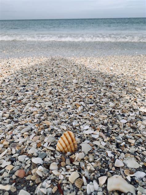 “sally Sells Seashells By The Seashore” Sea Shells Beachy Ocean Life
