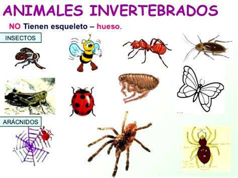 Ejemplos De Animales Invertebrados Reino Animal