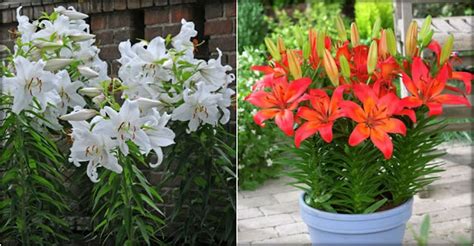 What Is The Difference Between Asiatic And Oriental Lilies