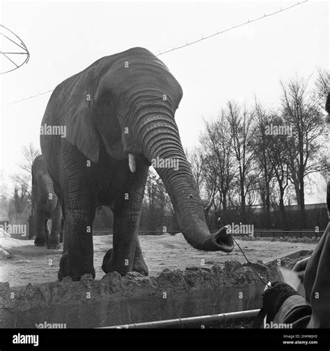 Elephants At The London Zoo Elephant House In Regents Park 26th March