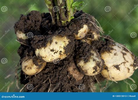 Potato Tuber Stock Image Image Of Garden Natural Brown 130513013