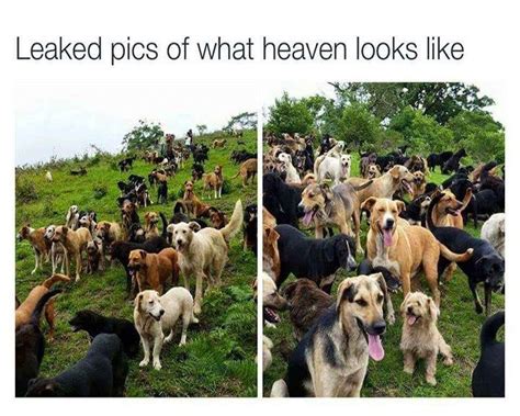 16 Dog Memes That Are Exactly What You Need If Youre Having A Bad Day