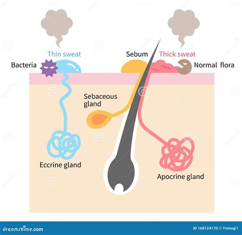 Sweat Glands Apocrine Eccrine And A Sebaceous Glandhealthy Skin
