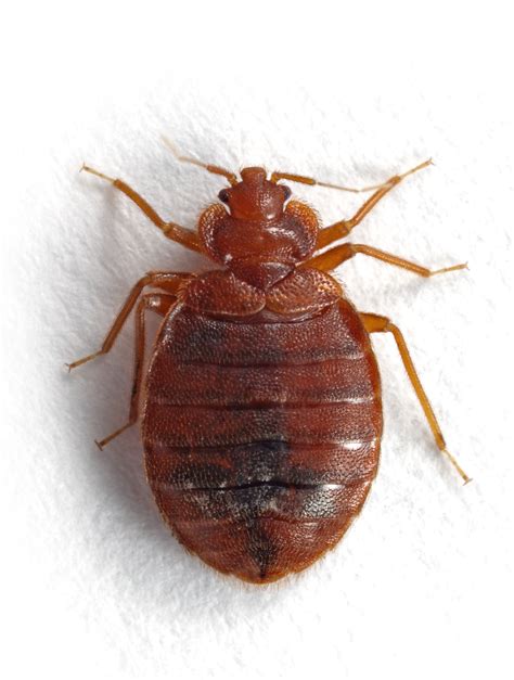 Are Bed Bugs Ticks Bed Bugs Registrybed Bugs Registry