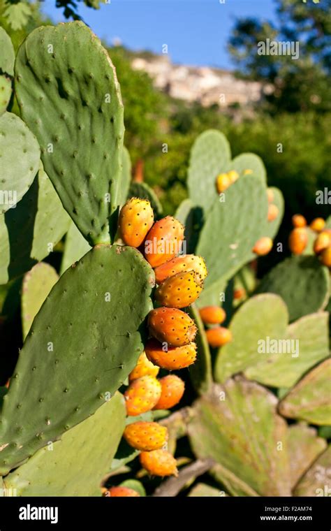 Sicilian Prickly Pears On Cactus Stock Photo Alamy