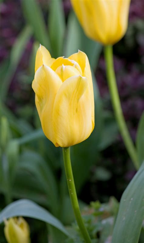 Yellow Tulip Flower Free Stock Photo - Public Domain Pictures