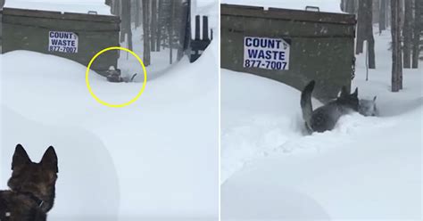 Helpless Dog Stuck In Deep Snow Now Watch When German