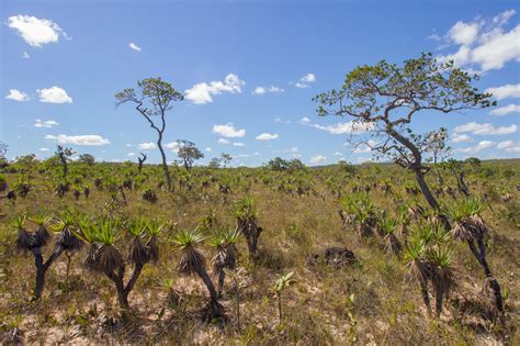 Cerrado One Of The Most Species Rich Savannahs Aventura Do Brasil