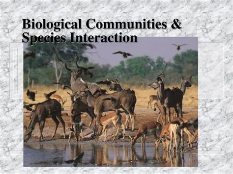 Ppt Biological Communities And Species Interaction Powerpoint