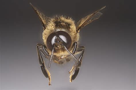 Pin By Jennifer Puccio On Honey Bee Landing Drone Bee Bee Honey Bee