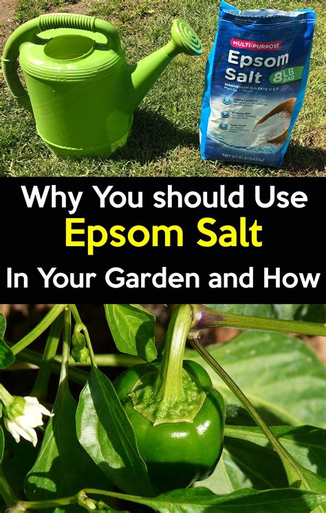 How Do You Use Epsom Salts With Citrus Trees Guide