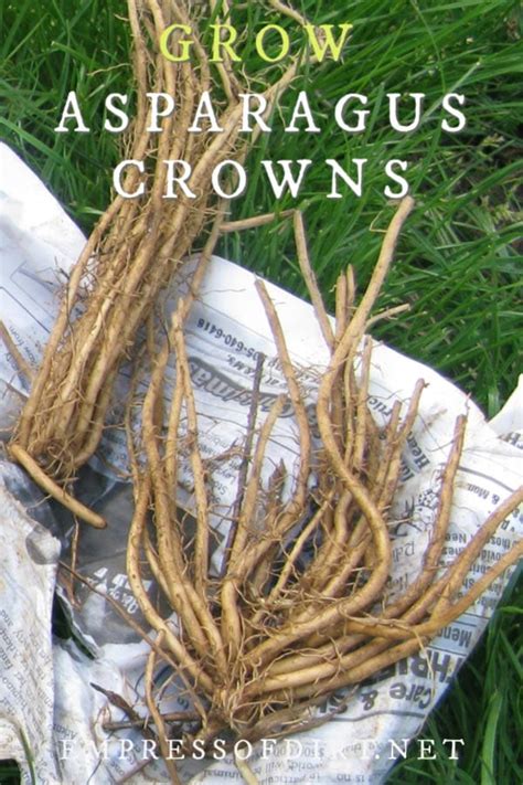 Discover bare root plants, perennials, trees, hedging & more. How to Grow Asparagus from Crowns | Empress of Dirt