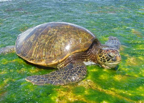 What Do Sea Turtles Eat Its Not What You Think Animal Sake