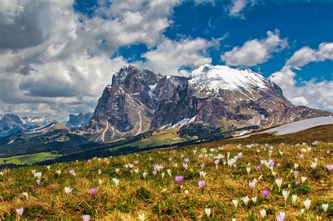 Mountainside Flowers At Dolomites Italy Hd Wallpaper Background