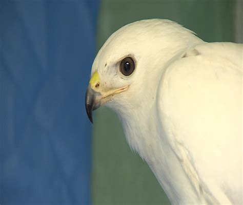 Rare White Hawk Recovering At Local Wildlife Center Erie News Now