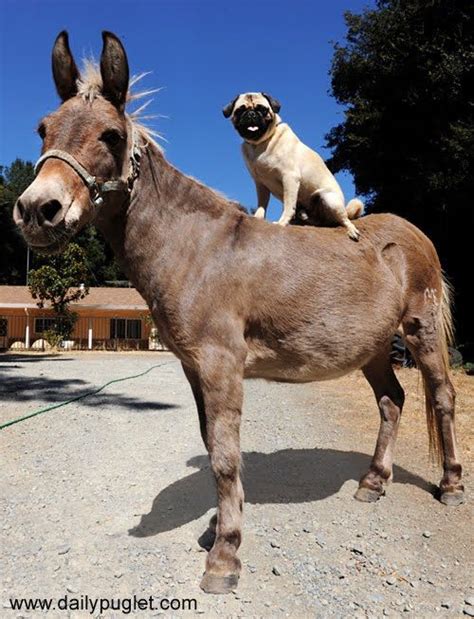 This Pug On The Donkey Made My Day Pug Dogs Pinterest