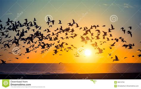 Silhouettes Flock Of Seagulls Over The Ocean Nature Stock Photo