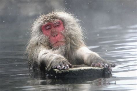 Bathing Monkeys 33 Pics