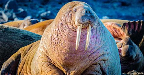 50 Unbelievable Facts About Walruses Ultimate Guide 2024