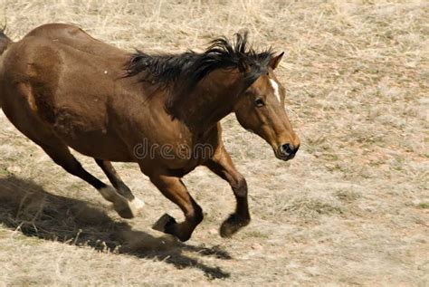 Male Brown Horse Running Stock Photo Image Of Equestrian 2200402