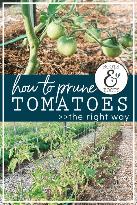 Top Two Ways To Prune Tomatoes Roots And Boots