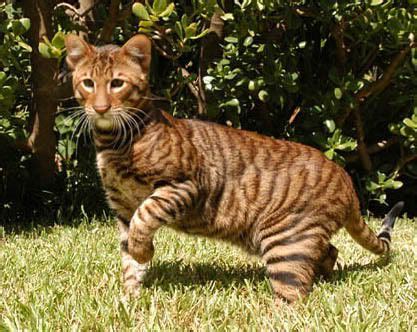 Ukpets found 0 the following results on toyger for sale in the uk based on your search criteria. The toyger, a domestic cat bred to like a tiger | Toyger ...