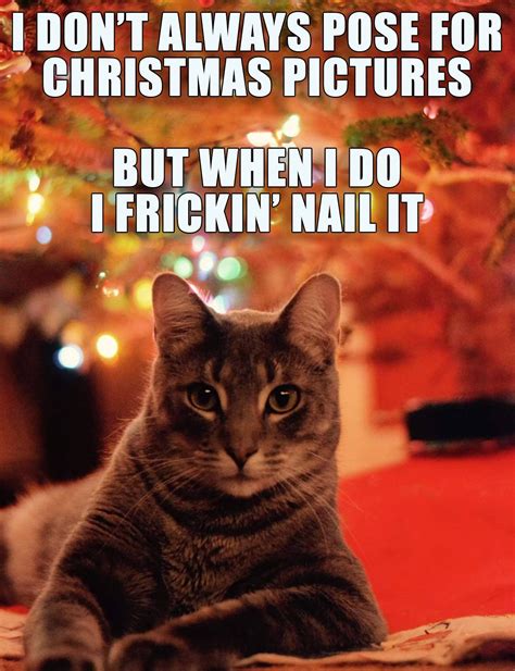 Pin By Karen On Cat Humor Cat Holidays Christmas Cats Christmas Cat