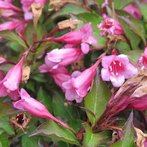 Dwarf Red Weigela Toms Creek Farm And Nursery