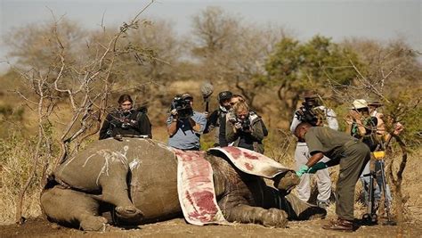 Poachers Kill 24 Rhinos In South Africa In Two Weeks Sabc News Breaking News Special