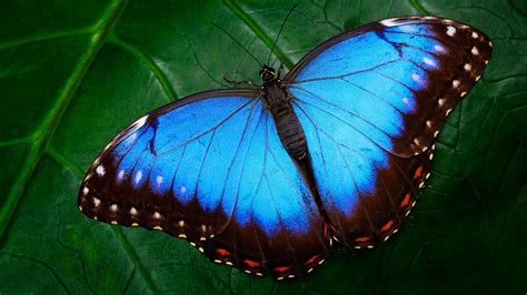 Why Are Butterflies So Colorful