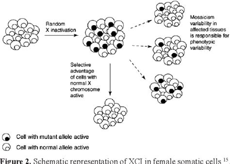 Figure 1 From The Relationship Between Skewed X Chromosome Inactivation And Neurological