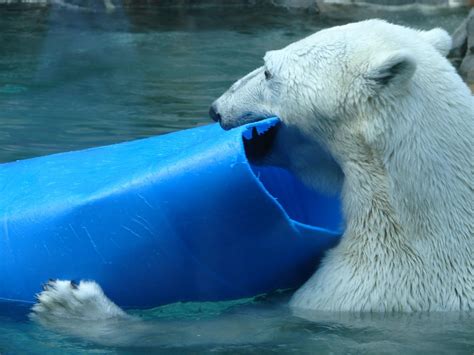Polar Bear And His Toy — Weasyl