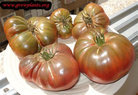 A tomato may be ripe before achieving full color everywhere. Beefsteak tomato - How to grow & care | Beefsteak tomato ...
