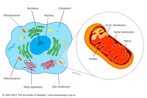 Cell Featuring Mitochondria — Science Learning Hub