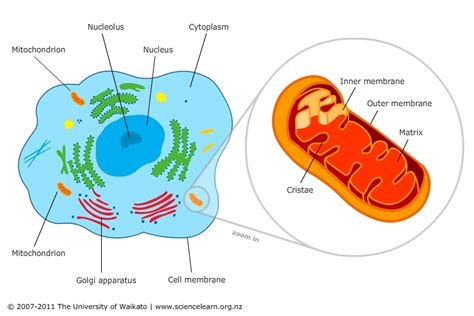 Arrange the level of cell organization from the simplest to the most complex, with 1 belng the simplest and 5 being the most complex. Cell featuring mitochondria — Science Learning Hub