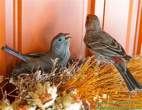 House Finch Sequence Apri 15 Amazing Photographs And Video Of Nesting