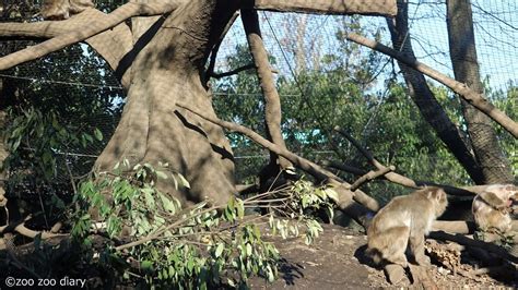 熊本市動植物園 ニホンザル Zoo Zoo Diary｜動物園と豆知識