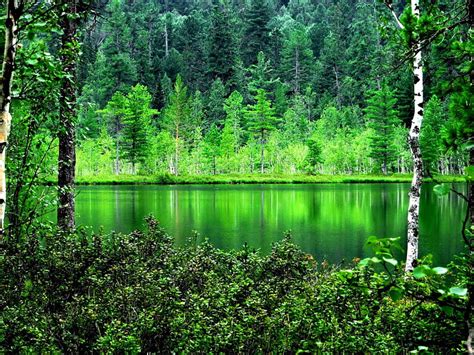 Green Reflection Forest Shore Calmness Greenery Bonito Trees